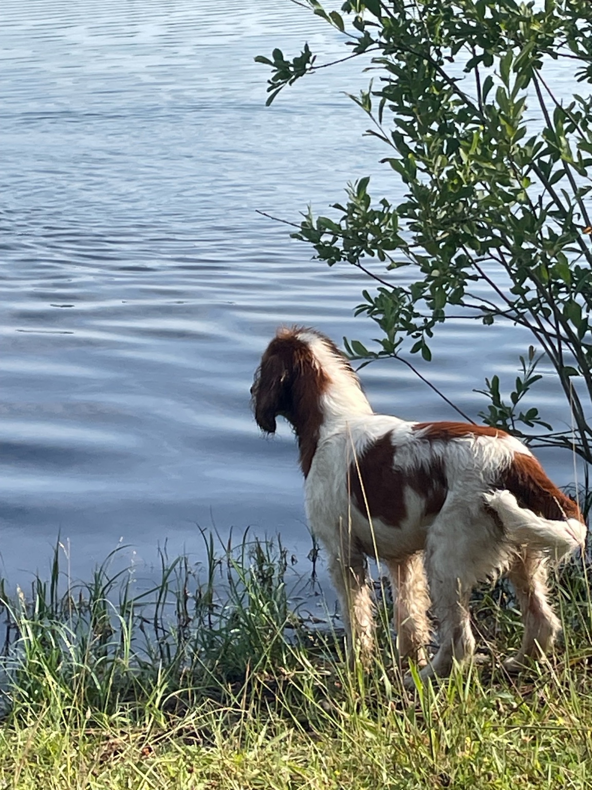 Ayla am Wasser
