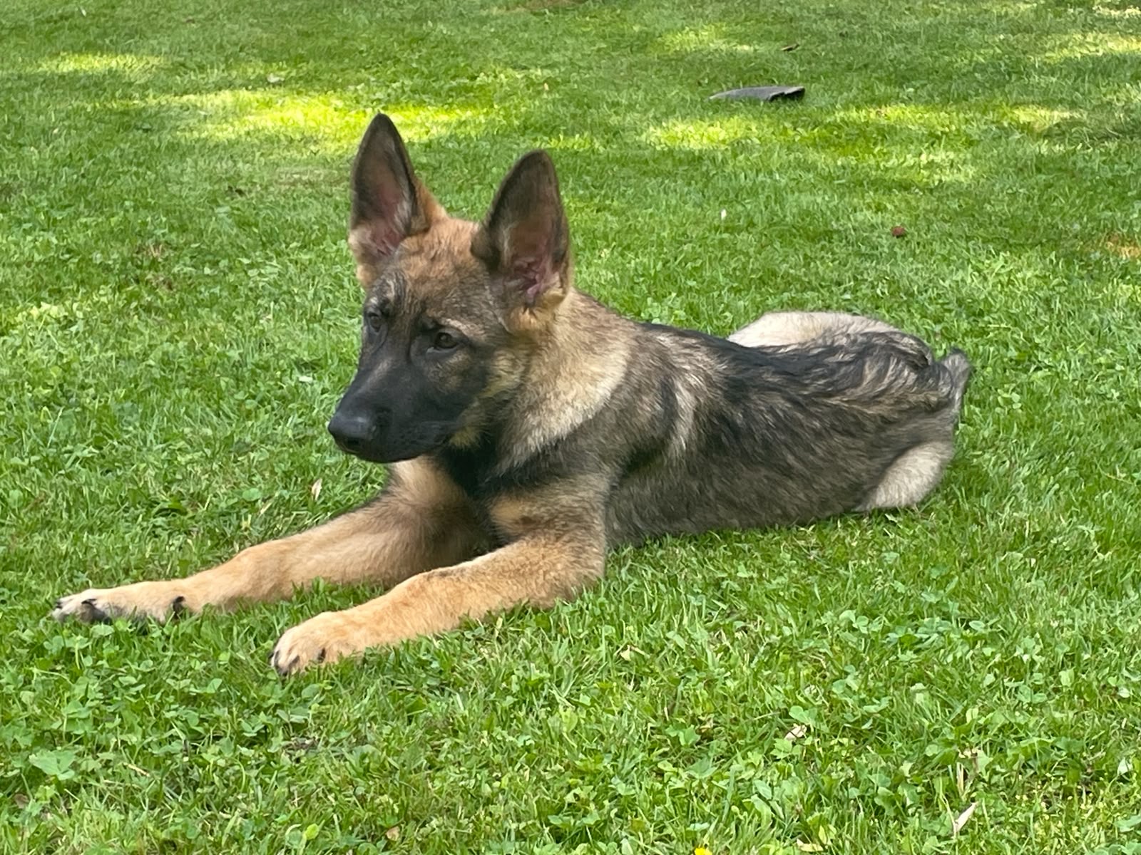 Duke