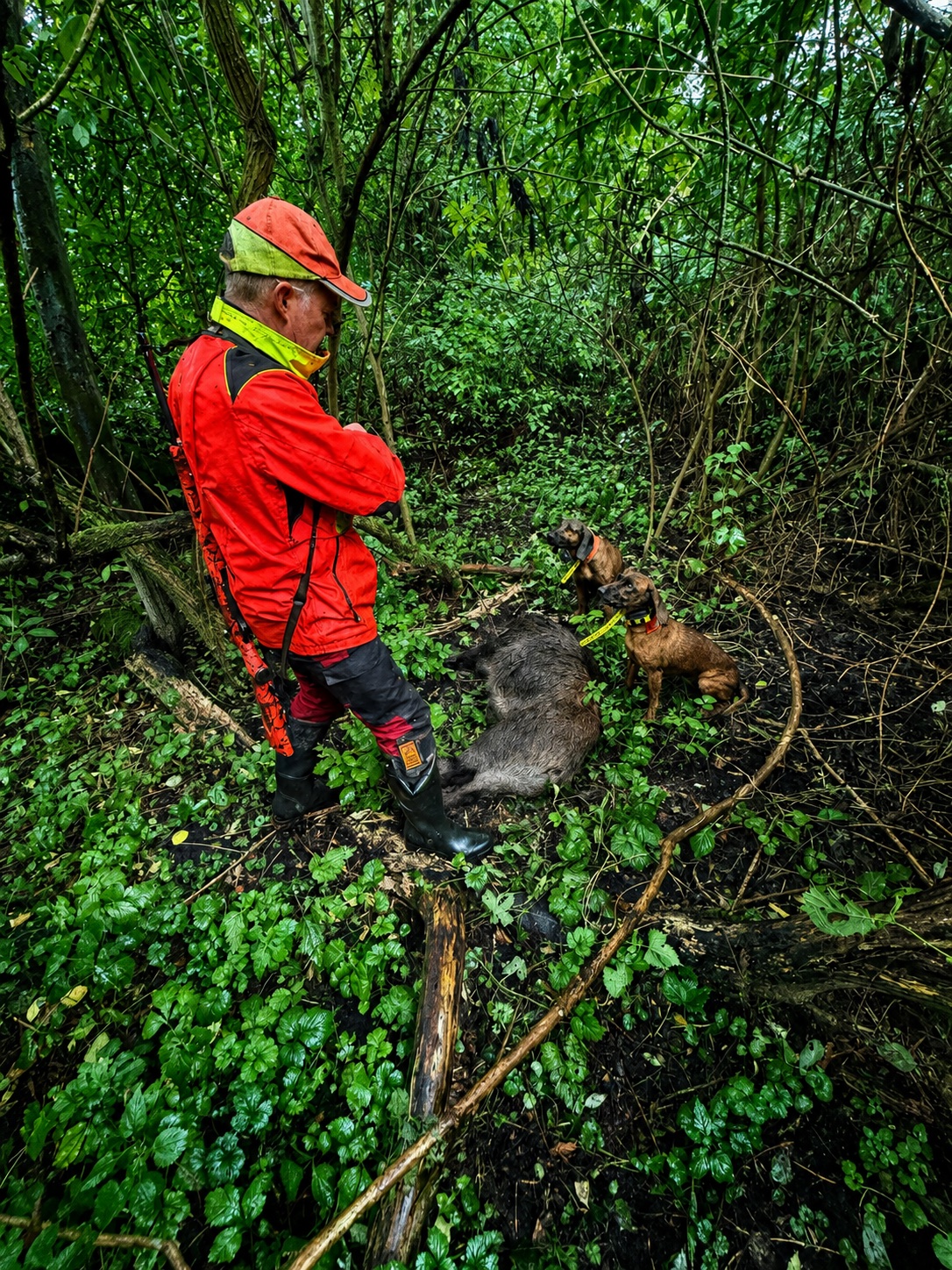 Nachsuche im jagdlichen Einsatz